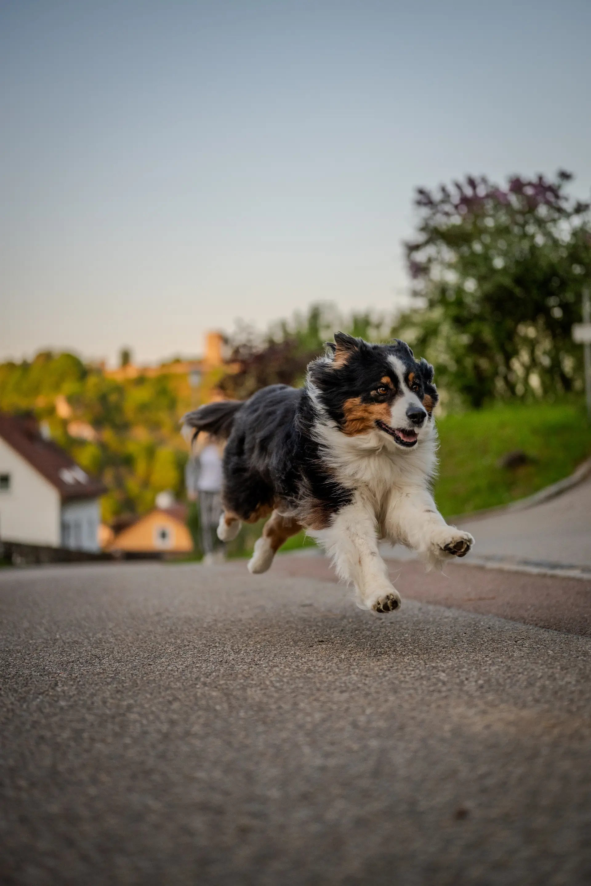 Dreifarbiger Hund rennt auf einer Straße auf die Kamera zu