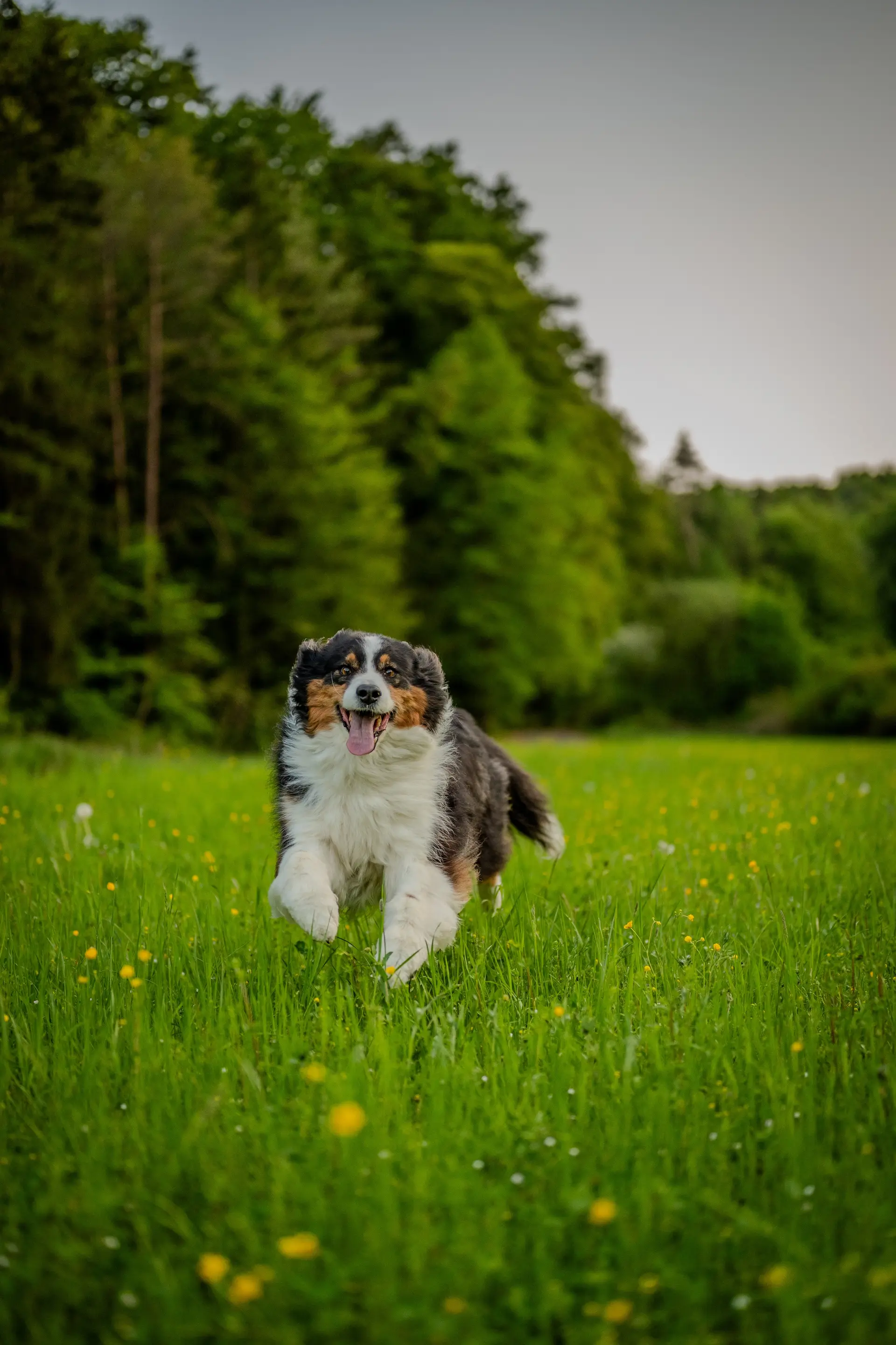 Dreifarbiger Hund rennt über eine Blumenwiese am Waldrand